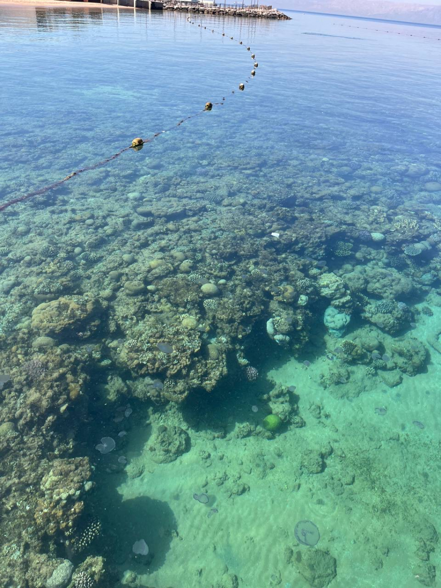 Мёртвое море — вы сможете плавать, не тонув, благодаря высокой концентрации соли